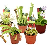 Los mejores  - Exotenherz - Set de inicio de plantas carnívoras - 5 plantas